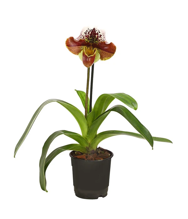 Frauenschuh - Paphiopedilum Hybride, Verschiedene Sorten 4 Frauenschuh - Paphiopedilum Hybride, Verschiedene Sorten – Bild 2