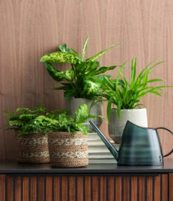 Dieffenbachie - Dieffenbachia Seguine Compacta -Gartenbedarf Geschäft 8764797 4304028 8219966 4304028 WE MO 001 Luftverbesserer