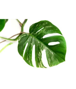 Fensterblatt - Monstera Deliciosa 'Variegata', Panaschiert 11 Fensterblatt - Monstera Deliciosa 'Variegata', Panaschiert -Gartenbedarf Geschäft 8765257 WE DE 001 MonsteraVariegataT17