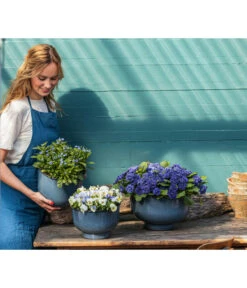 Rosenprimel 'Belarina', Verschiedene Farben 18 Rosenprimel 'Belarina', Verschiedene Farben -Gartenbedarf Geschäft 8806606 PR MO 001 RosenprimelBelarina Fruehling BlauesWunder Content 2023