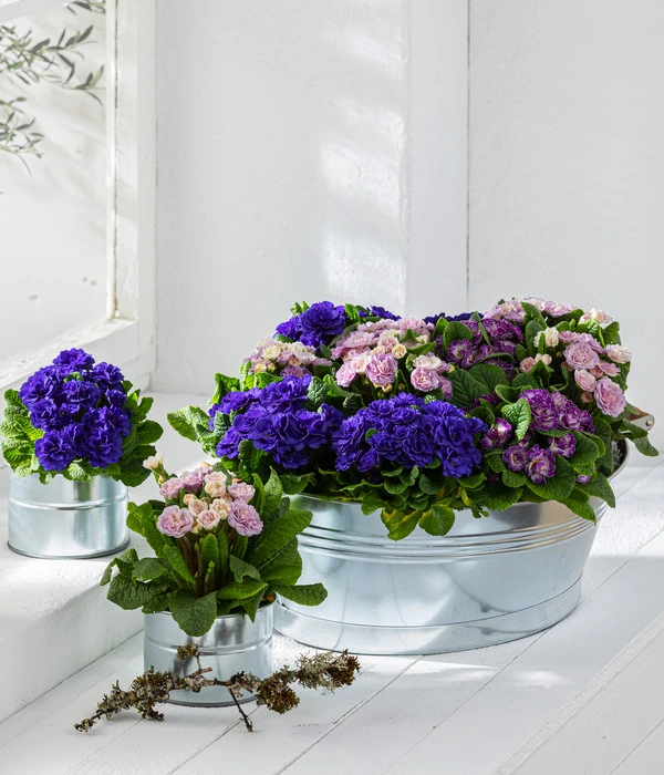 Rosenprimel 'Belarina', Verschiedene Farben 9 Rosenprimel 'Belarina', Verschiedene Farben – Bild 7