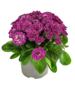 Rosenprimel 'Belarina', Verschiedene Farben 15 Rosenprimel 'Belarina', Verschiedene Farben -Gartenbedarf Geschäft 8806606 WE FS 001 RosenprimelCandyFrostT12