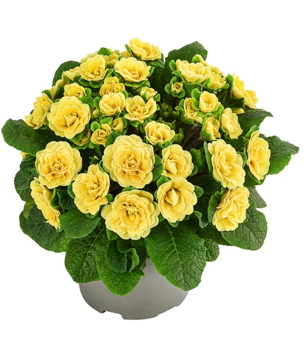 Rosenprimel 'Belarina', Verschiedene Farben 4 Rosenprimel 'Belarina', Verschiedene Farben – Bild 2