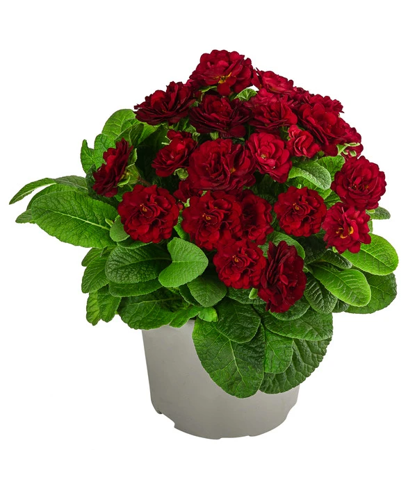 Rosenprimel 'Belarina', Verschiedene Farben 3 Rosenprimel 'Belarina', Verschiedene Farben