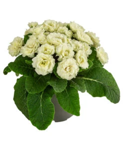 Rosenprimel 'Belarina', Verschiedene Farben 16 Rosenprimel 'Belarina', Verschiedene Farben -Gartenbedarf Geschäft 8806606 WE FS 005 RosenprimelCremeT12