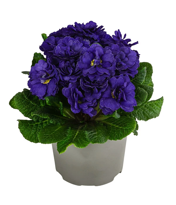 Rosenprimel 'Belarina', Verschiedene Farben 7 Rosenprimel 'Belarina', Verschiedene Farben – Bild 5