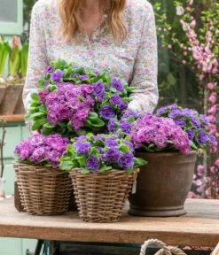 Rosenprimel 'Belarina', Verschiedene Farben 22 Rosenprimel 'Belarina', Verschiedene Farben -Gartenbedarf Geschäft 8806606 WE MO 001 RosenPrimel