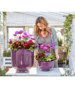 Rosenprimel 'Belarina', Verschiedene Farben 20 Rosenprimel 'Belarina', Verschiedene Farben -Gartenbedarf Geschäft 8806606 WE MO 001 RosenprimelAnemoneKugelprimel GC02 2023 01