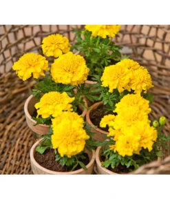 Studentenblume, Verschiedene Farben -Gartenbedarf Geschäft 8807091 BildFS 001 StudentenblumeTagetesKleinblumigT9