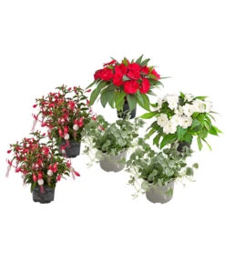 Beet- & Balkonpflanzen-Set Schattenbeet, 6-teilig