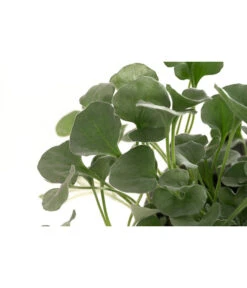 Beet- & Balkonpflanzen-Set Schattenbeet, 6-teilig -Gartenbedarf Geschäft 8809550 WE DE 001 DICHONDRA