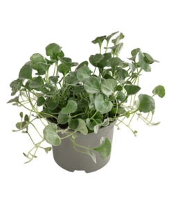 Beet- & Balkonpflanzen-Set Schattenbeet, 6-teilig -Gartenbedarf Geschäft 8809550 WE FS 002 DICHONDRA