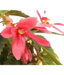 Hängebegonie, Verschiedene Sorten -Gartenbedarf Geschäft 8809741 PR DE 001 HaengebegonieBoliviensisT12DehnerExpressHerzig