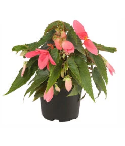 Hängebegonie, Verschiedene Sorten -Gartenbedarf Geschäft 8809741 PR FS 001 HaengebegonieBoliviensisT12DehnerExpressHerzig