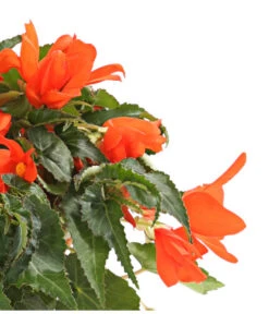 Hängebegonie, Verschiedene Sorten -Gartenbedarf Geschäft 8809741 WE DE 001 HaengebegonieBegoniaBoliviensisT12OWDehnerExpressHerzig