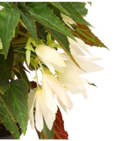 Hängebegonie, Verschiedene Sorten -Gartenbedarf Geschäft 8809741 WE DE 002 HaengebegonieBoliviensisDehner