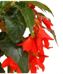 Hängebegonie, Verschiedene Sorten -Gartenbedarf Geschäft 8809741 WE DE 003 HaengebegonieBoliviensisDehner