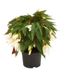 Hängebegonie, Verschiedene Sorten -Gartenbedarf Geschäft 8809741 WE FS 002 HaengebegonieBoliviensisDehner