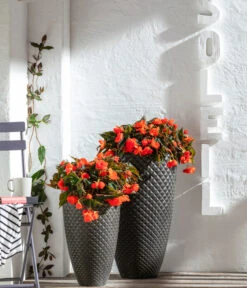 Hängebegonie, Verschiedene Sorten -Gartenbedarf Geschäft 8809741 WE MO 001 BegoniaBoliviensis GC06 2022 02