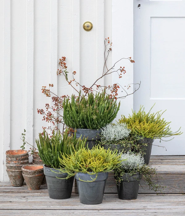 Krähenbeere 5 Krähenbeere – Bild 3