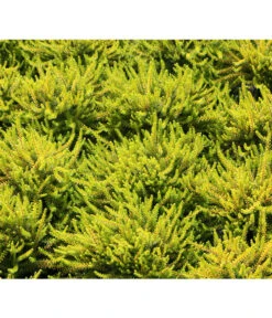 Krähenbeere 12 Krähenbeere -Gartenbedarf Geschäft 8812216 BildFS 001 KraehenbeereRauschbeereEmpetrumNigrum