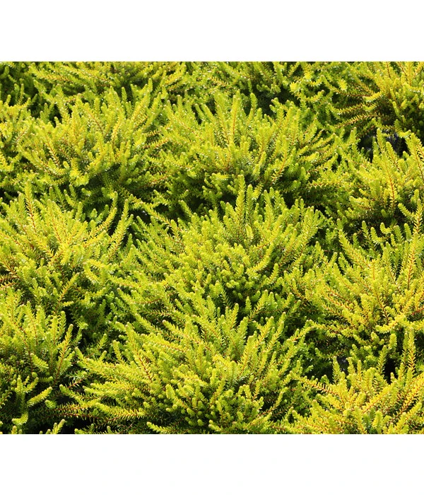 Krähenbeere 6 Krähenbeere – Bild 4