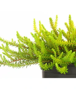 Krähenbeere 15 Krähenbeere -Gartenbedarf Geschäft 8812216 WE DE 001 EmpetrumNigrumKraehenbeereT11DehnerExpressHerzig