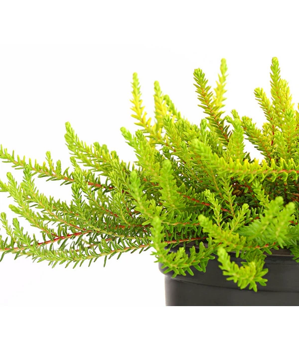 Krähenbeere 9 Krähenbeere – Bild 7