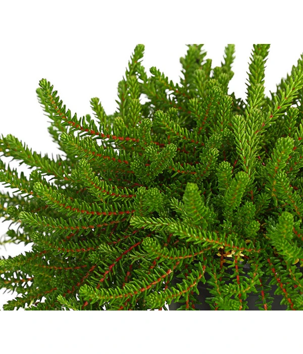 Krähenbeere 8 Krähenbeere – Bild 6