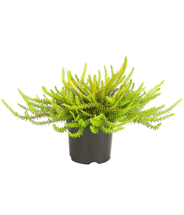 Krähenbeere 4 Krähenbeere – Bild 2