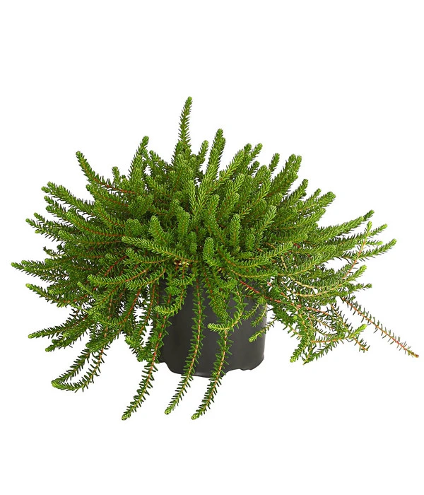 Krähenbeere 3 Krähenbeere