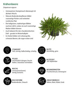 Krähenbeere 13 Krähenbeere -Gartenbedarf Geschäft 8812216 WE IG 001 Kraehenbeere