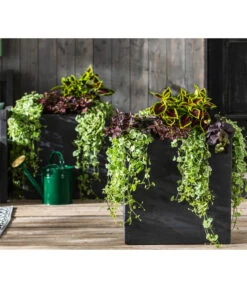 Punktblume 'Hippo', Verschiedene Sorten 14 Punktblume 'Hippo', Verschiedene Sorten -Gartenbedarf Geschäft 8814147 WE MO 001 GlechomaPlectranthusIpomoeaSolenostemonHippoMix