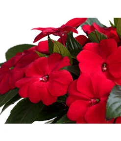 Beet- & Balkonpflanzen-Set Schattenbeet, 6-teilig -Gartenbedarf Geschäft 8814634 WE DE 003 EdellieschenImpatiensNeuguineaT12DehnerExpressHerzig