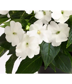 Beet- & Balkonpflanzen-Set Schattenbeet, 6-teilig -Gartenbedarf Geschäft 8814634 WE DE 004 EdellieschenImpatiensNeuguineaT12DehnerExpressHerzig