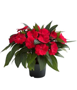 Beet- & Balkonpflanzen-Set Schattenbeet, 6-teilig -Gartenbedarf Geschäft 8814634 WE FS 003 EdellieschenImpatiensNeuguineaT12DehnerExpressHerzig