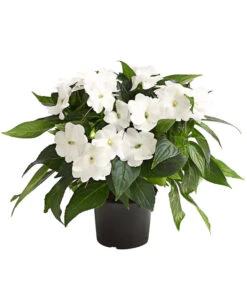 Beet- & Balkonpflanzen-Set Schattenbeet, 6-teilig -Gartenbedarf Geschäft 8814634 WE FS 004 EdellieschenImpatiensNeuguineaT12DehnerExpressHerzig