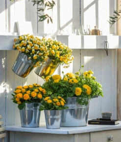 Rosenprimel 'Belarina', Verschiedene Farben 21 Rosenprimel 'Belarina', Verschiedene Farben -Gartenbedarf Geschäft 8815011 8808214 8806606 WE MO 001 RanunkelHornveilchenRosenprimel