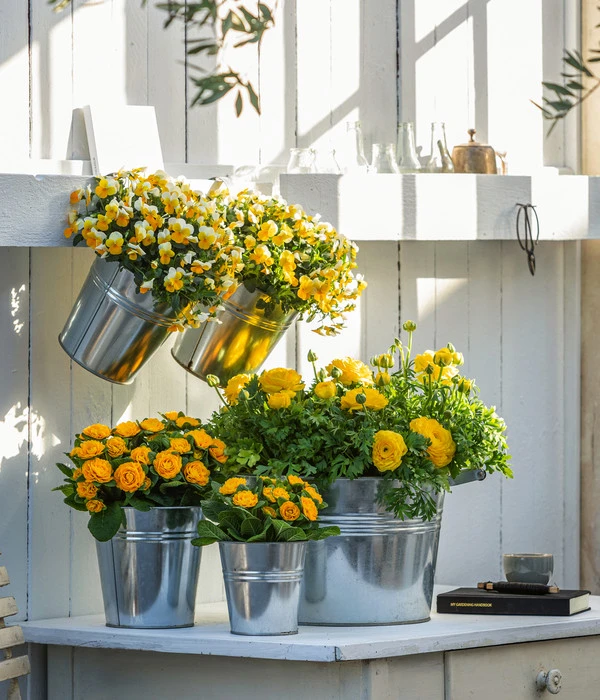 Rosenprimel 'Belarina', Verschiedene Farben 11 Rosenprimel 'Belarina', Verschiedene Farben – Bild 9