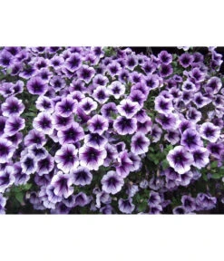 Hängepetunie, Besonderheit, Verschiedene Sorten 15 Hängepetunie, Besonderheit, Verschiedene Sorten -Gartenbedarf Geschäft 8816118 PR DE 001 HaengepetunieGeadert