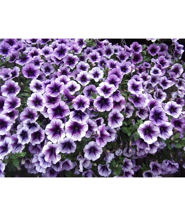 Hängepetunie, Besonderheit, Verschiedene Sorten 9 Hängepetunie, Besonderheit, Verschiedene Sorten – Bild 7