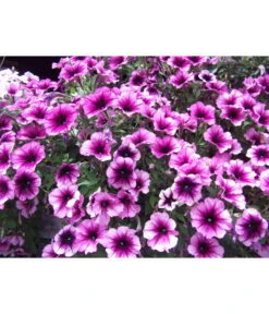 Hängepetunie, Besonderheit, Verschiedene Sorten 14 Hängepetunie, Besonderheit, Verschiedene Sorten -Gartenbedarf Geschäft 8816118 WE DE 002 HaengepetunieGeadertPink