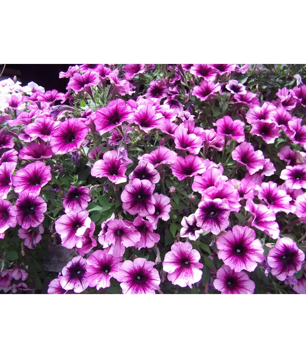 Hängepetunie, Besonderheit, Verschiedene Sorten 8 Hängepetunie, Besonderheit, Verschiedene Sorten – Bild 6