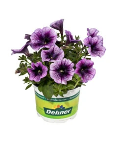 Hängepetunie, Besonderheit, Verschiedene Sorten 11 Hängepetunie, Besonderheit, Verschiedene Sorten -Gartenbedarf Geschäft 8816118 WE FS 001 HaengepetunieBesonderheitenPetunieT12DehnerExpressEvaWunderlich