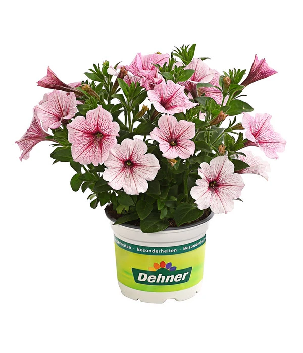 Hängepetunie, Besonderheit, Verschiedene Sorten 3 Hängepetunie, Besonderheit, Verschiedene Sorten