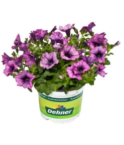 Hängepetunie, Besonderheit, Verschiedene Sorten 12 Hängepetunie, Besonderheit, Verschiedene Sorten -Gartenbedarf Geschäft 8816118 WE FS 002 HaengepetunieBesonderheitenPetunieT12DehnerExpressEvaWunderlich