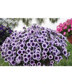 Hängepetunie, Besonderheit, Verschiedene Sorten 13 Hängepetunie, Besonderheit, Verschiedene Sorten -Gartenbedarf Geschäft 8816118 WE MO 001 PetuniePurpleRaySortensichtungDanziger2012StefanGloede