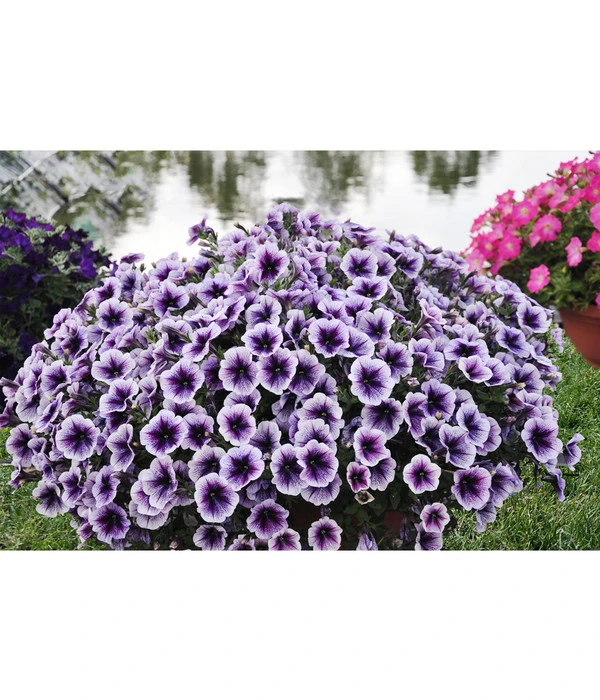 Hängepetunie, Besonderheit, Verschiedene Sorten 7 Hängepetunie, Besonderheit, Verschiedene Sorten – Bild 5