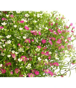 Schleierkraut-Duo -Gartenbedarf Geschäft 8822231 WE DE 001 GypsophyllaTwinSchleierkrautT13DehnerExpressHerzig
