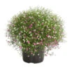 Schleierkraut-Duo -Gartenbedarf Geschäft 8822231 WE FS 001 GypsophyllaTwinSchleierkrautT13 DehnerExpressHerzig